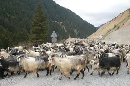 Výstavba dálnice Sibiu-Făgăraș začíná